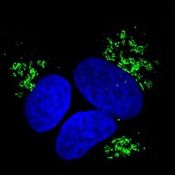 Goat anti-Rabbit IgG (H+L) Highly Cross-Adsorbed Secondary Antibody, Alexa